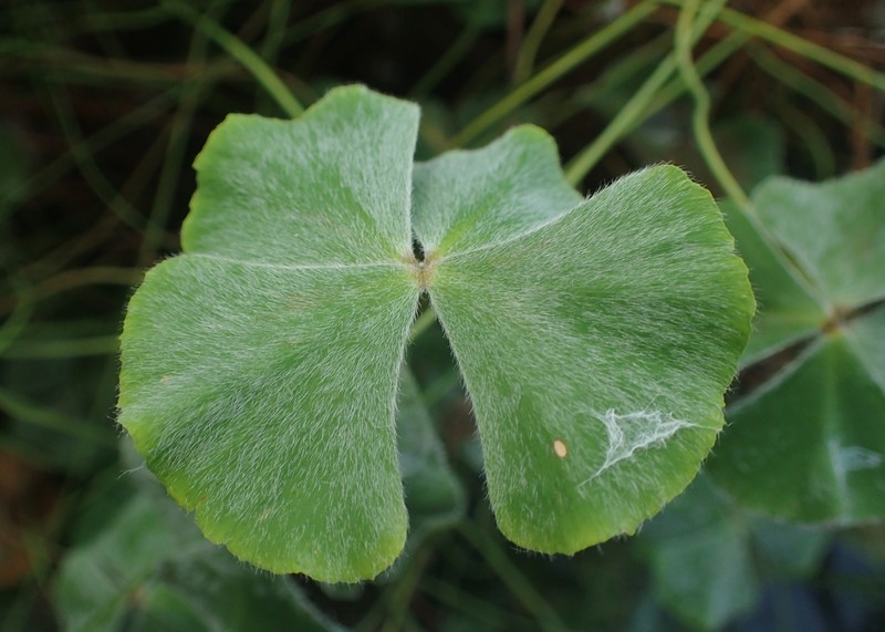 Rough Waterclover