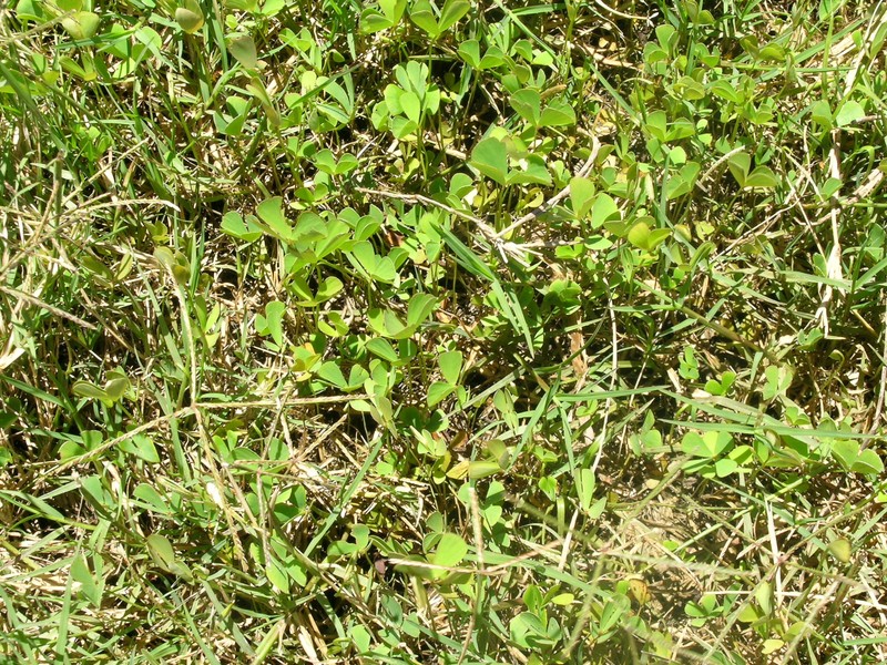 Rough Waterclover photo 3