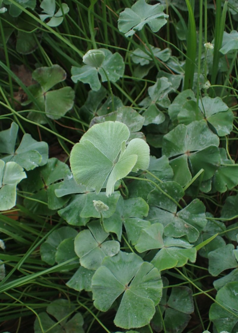 Rough Waterclover photo 5