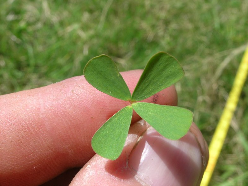 Rough Waterclover photo 6