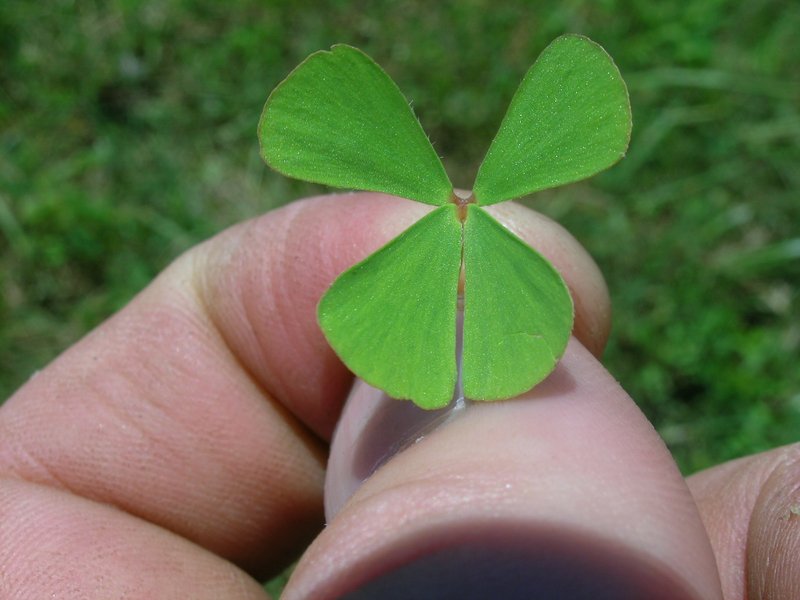 Rough Waterclover photo 7