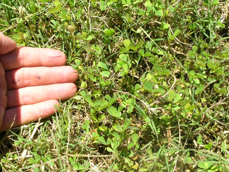 Rough Waterclover photo 8