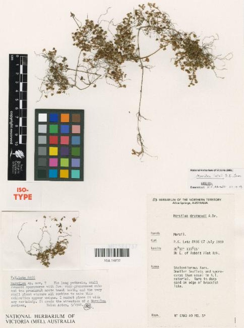 Marsilea latzii