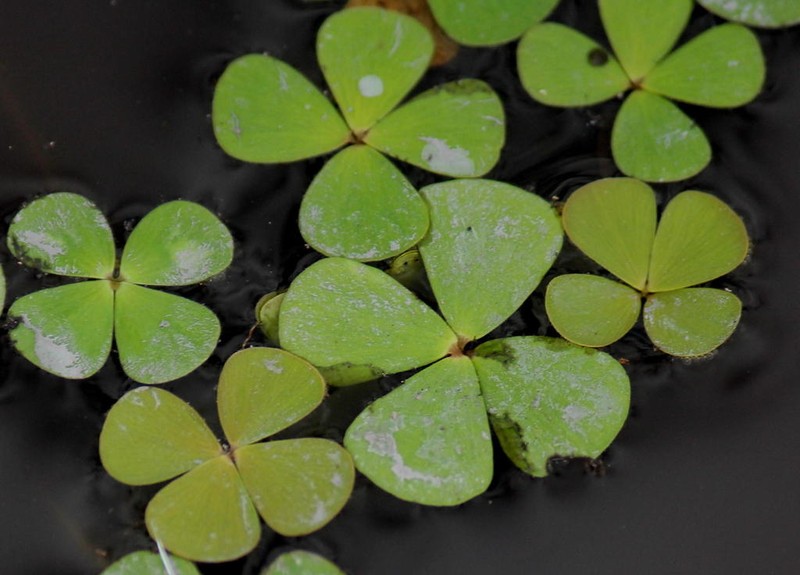 Marsilea macrocarpa