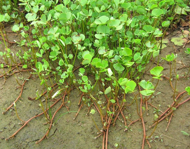Marsilea macrocarpa photo 2