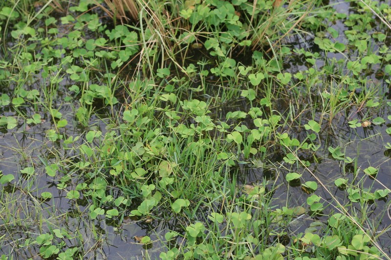 Marsilea macrocarpa photo 3