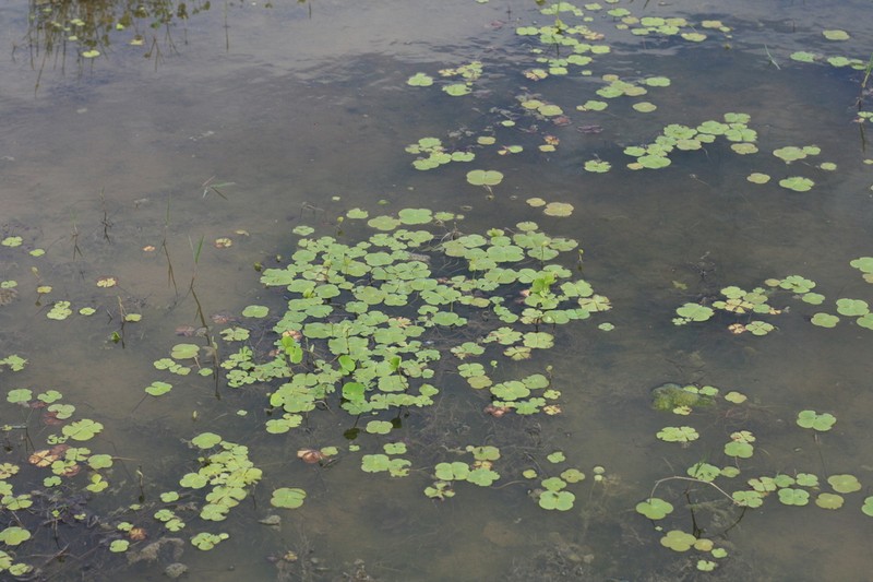 Marsilea macrocarpa photo 4