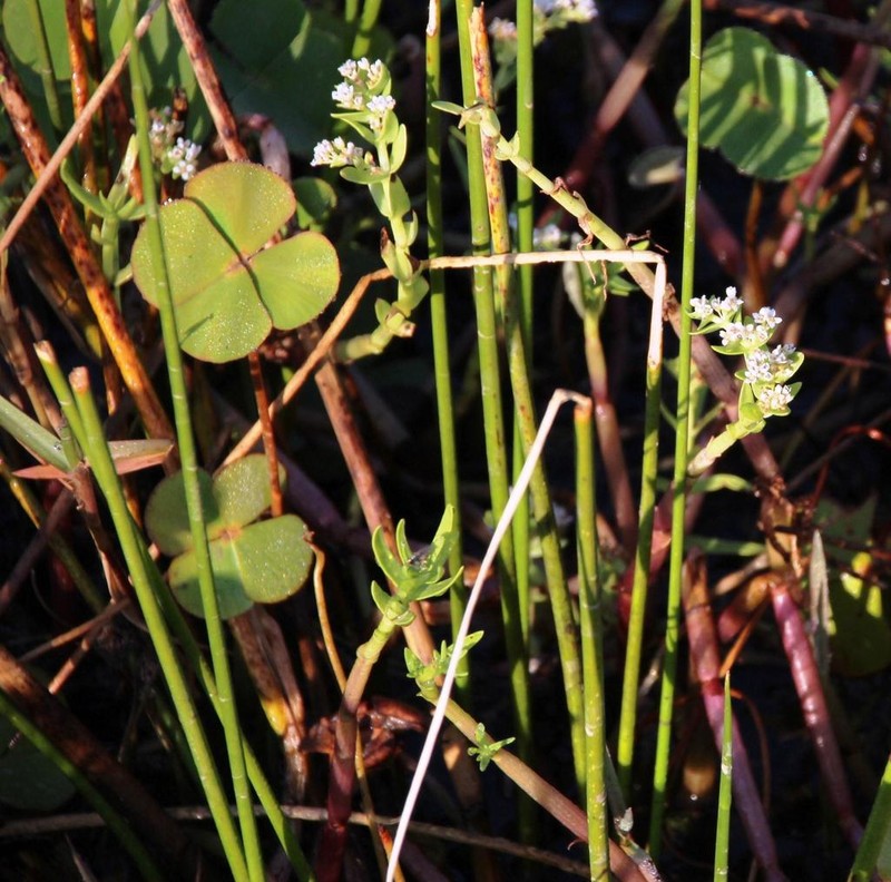 Marsilea macrocarpa photo 5
