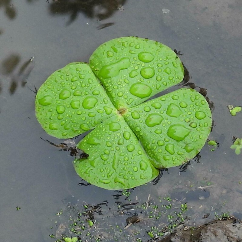 Marsilea macrocarpa photo 6