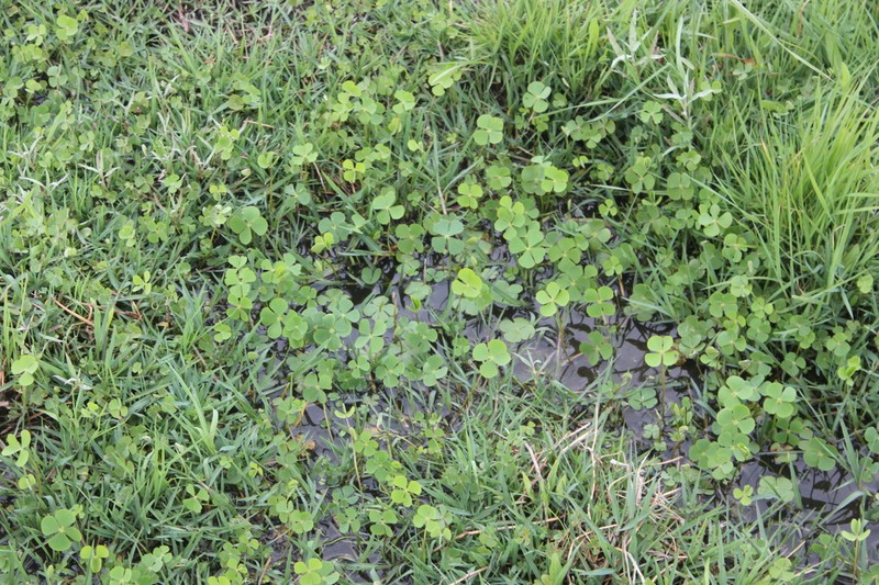 Marsilea macrocarpa photo 7