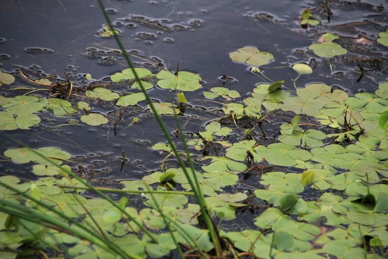 Marsilea macrocarpa photo 8