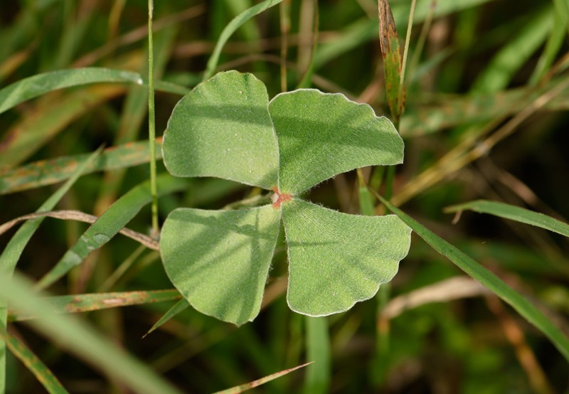 Bigfoot Waterclover