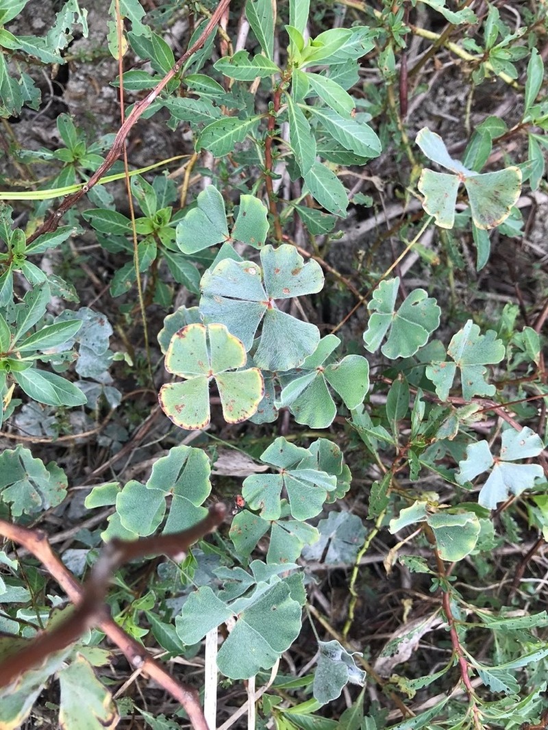 Bigfoot Waterclover photo 2