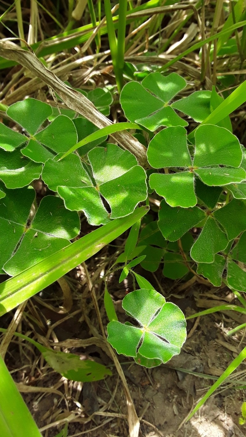 Bigfoot Waterclover photo 3