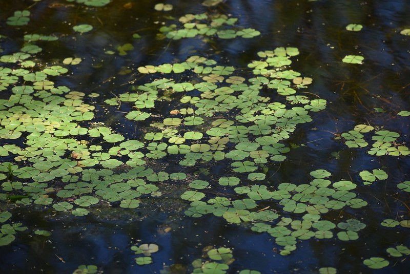 Bigfoot Waterclover photo 4