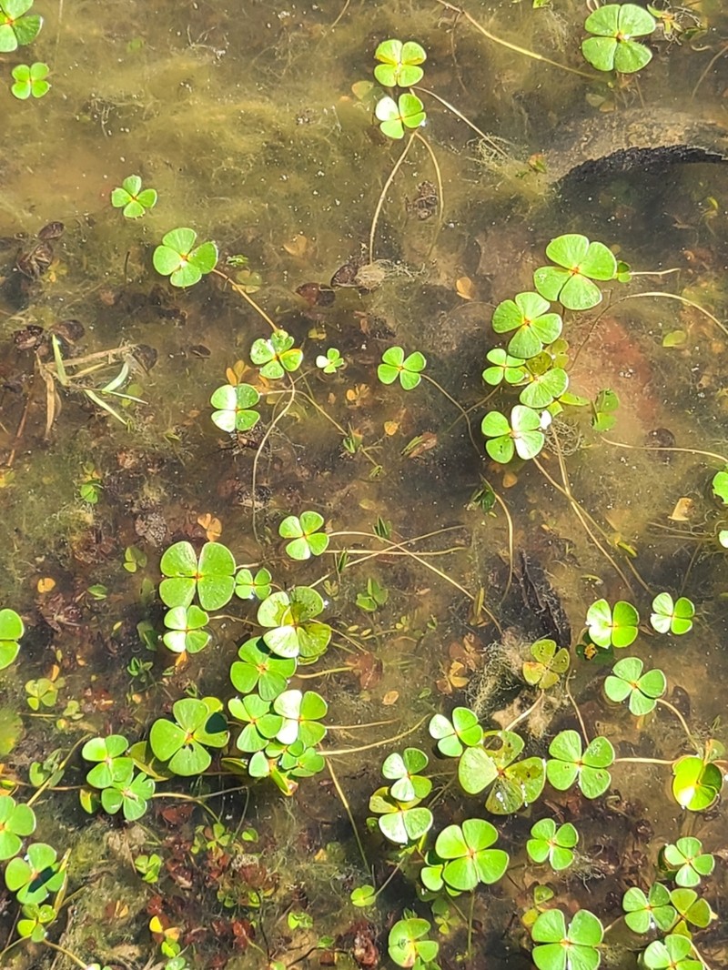 Bigfoot Waterclover photo 5