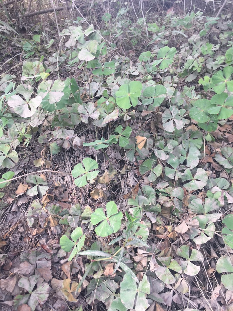 Bigfoot Waterclover photo 6