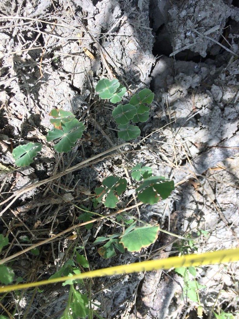 Bigfoot Waterclover photo 7