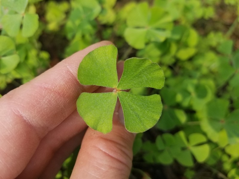 Bigfoot Waterclover photo 8