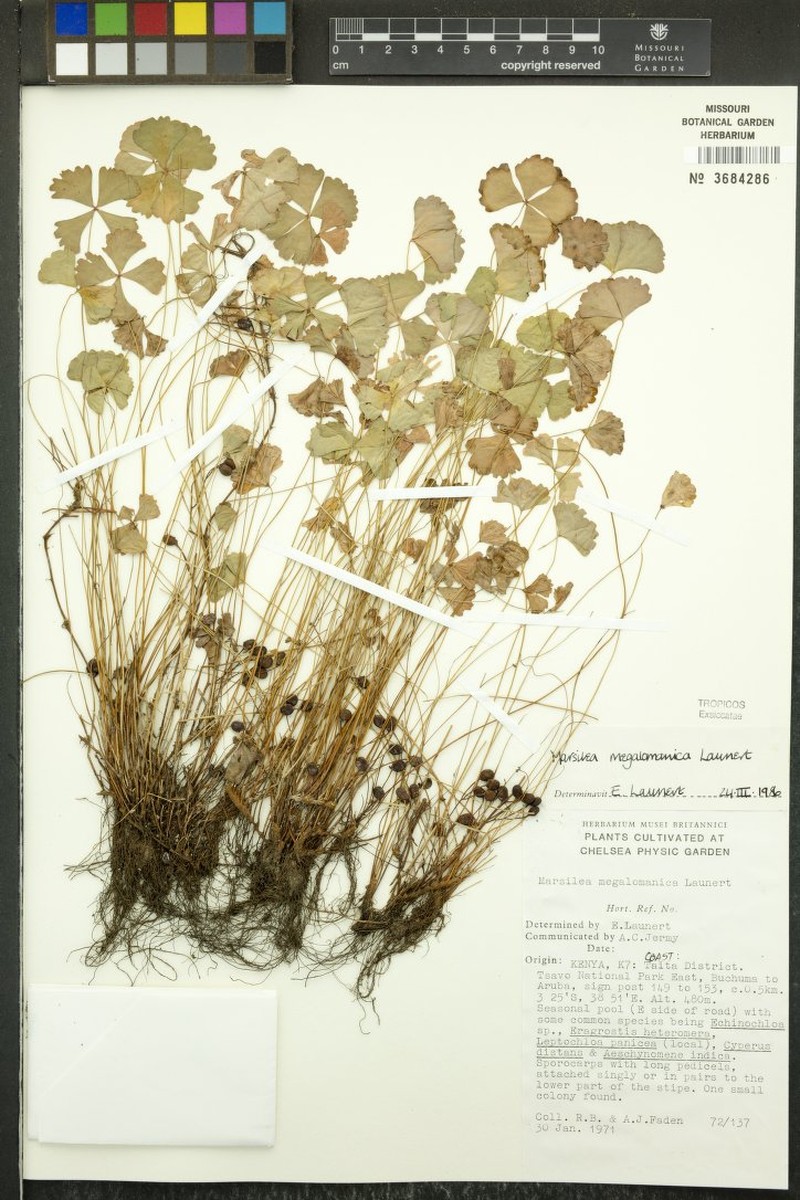 Marsilea megalomanica photo 2