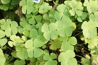 Dwarf Waterclover