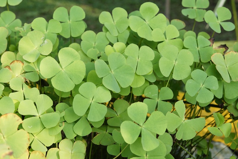 Dwarf Waterclover photo 3