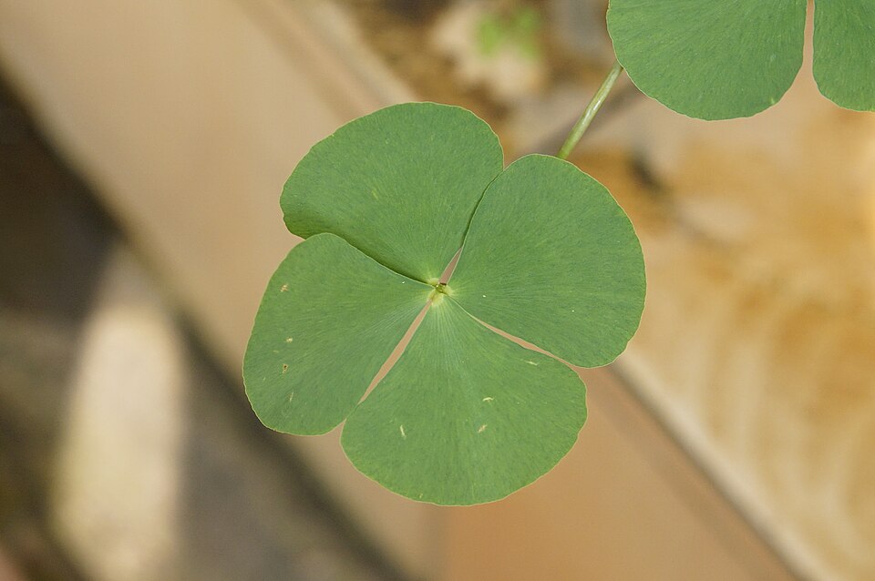 Dwarf Waterclover photo 5