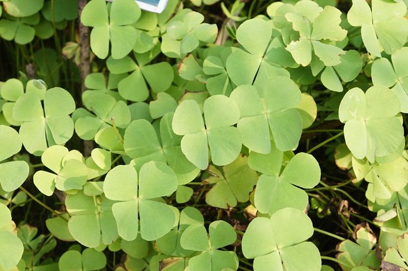 Marsilea minuta var. minuta