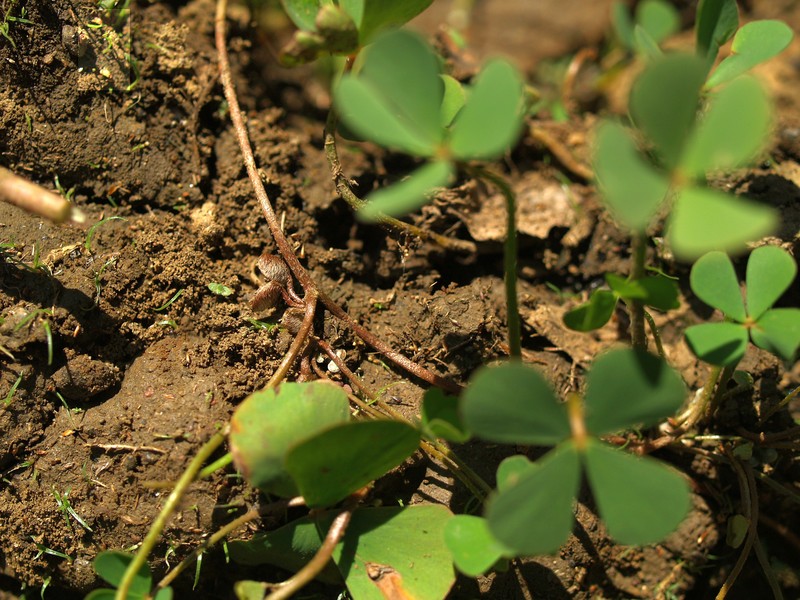 Marsilea minuta var. minuta photo 2