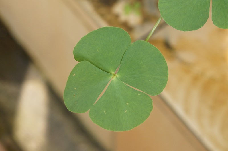 Marsilea minuta var. minuta photo 3