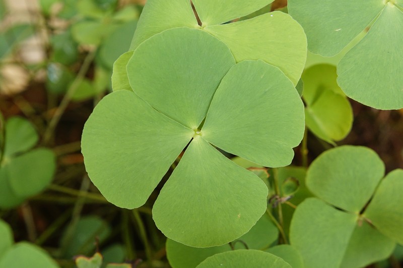 Marsilea minuta var. minuta photo 4