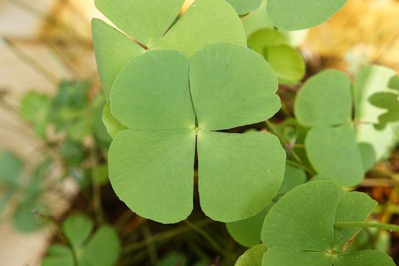 Marsilea minuta var. minuta photo 5