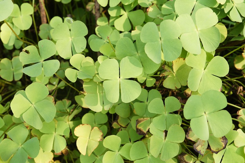 Marsilea minuta var. minuta photo 6