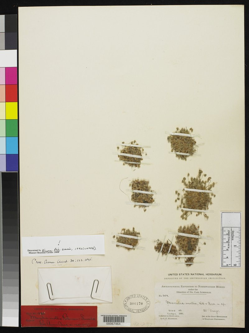 Chihuahuan Waterclover