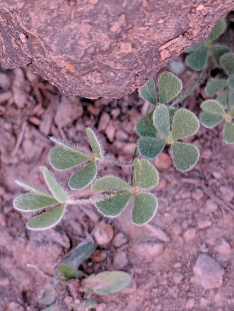 Chihuahuan Waterclover