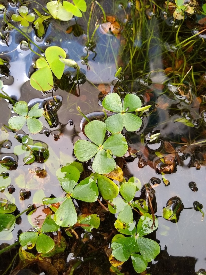 Chihuahuan Waterclover photo 2