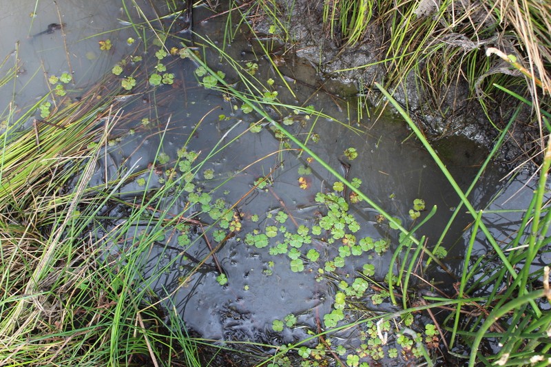 Chihuahuan Waterclover photo 3