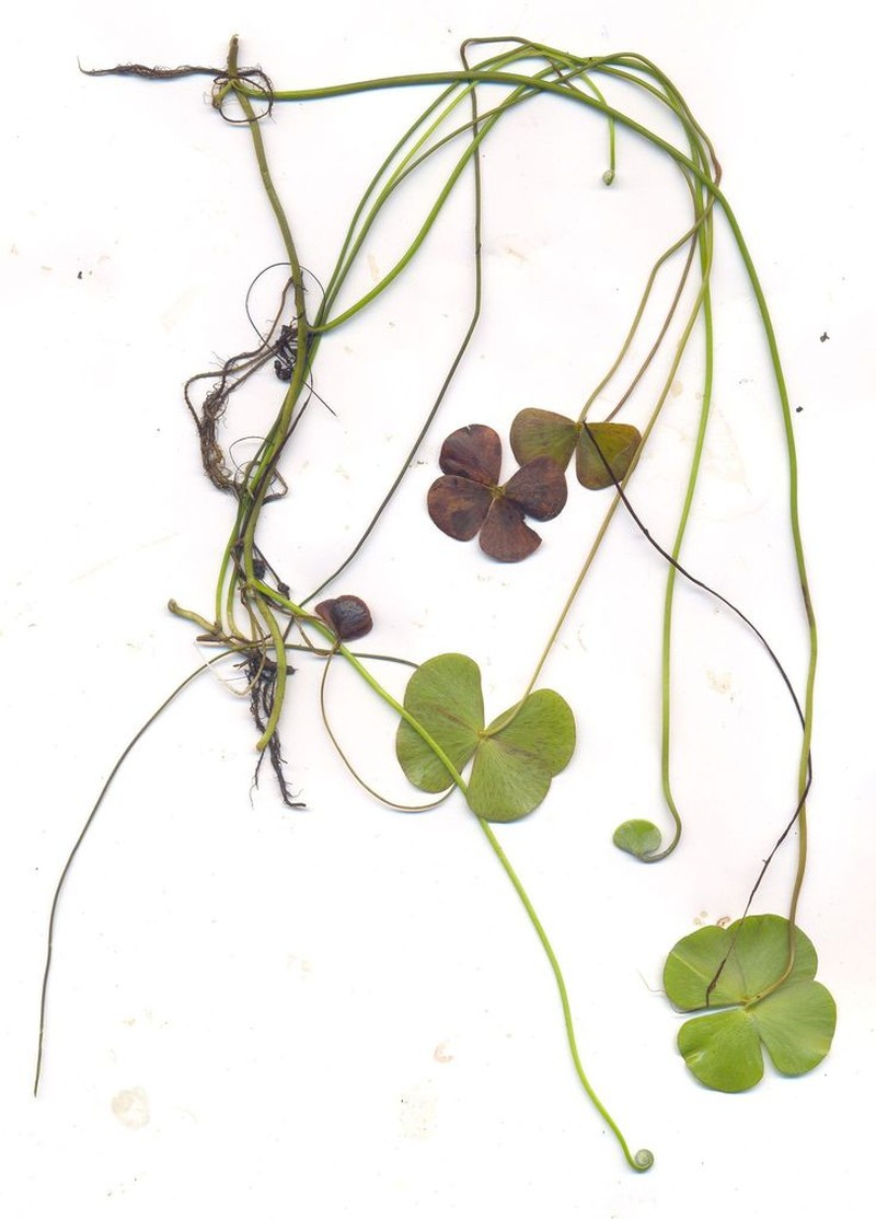Chihuahuan Waterclover photo 4
