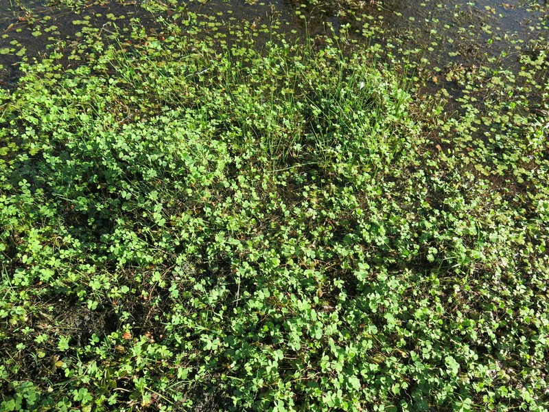 Chihuahuan Waterclover photo 5