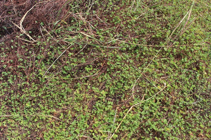 Chihuahuan Waterclover photo 6