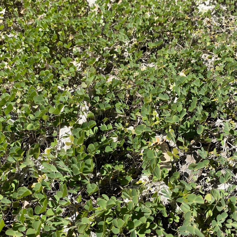Chihuahuan Waterclover photo 7