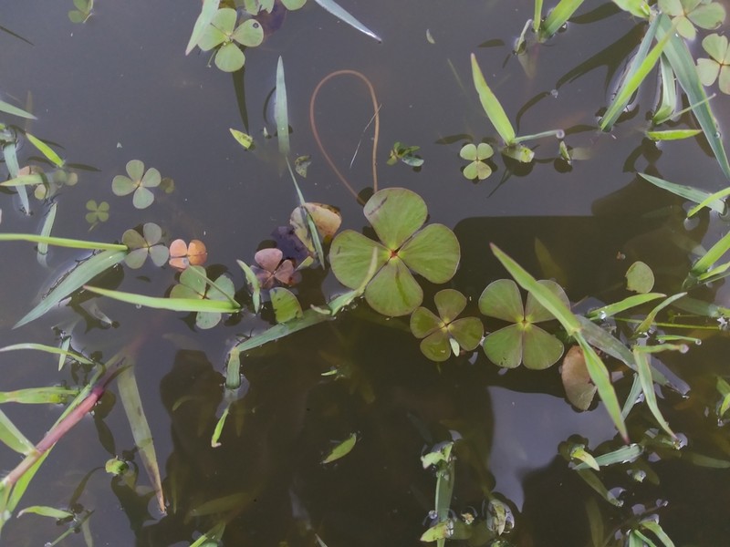Chihuahuan Waterclover photo 8