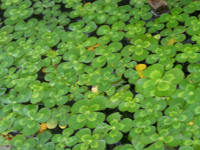 Australian Water-Clover photo 2