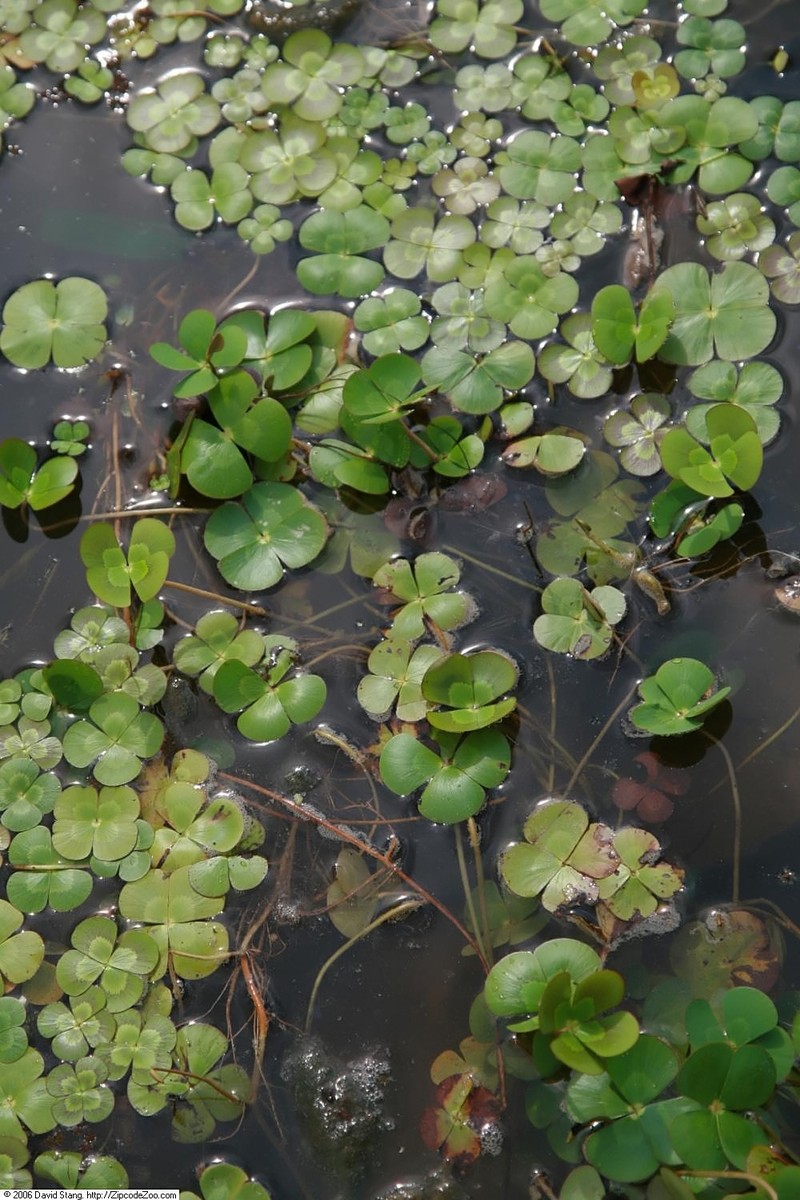Australian Water-Clover photo 3