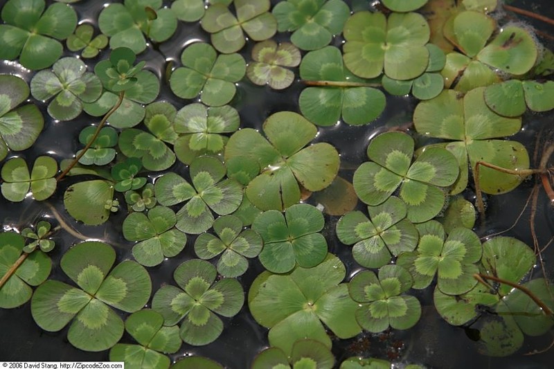 Australian Water-Clover photo 4