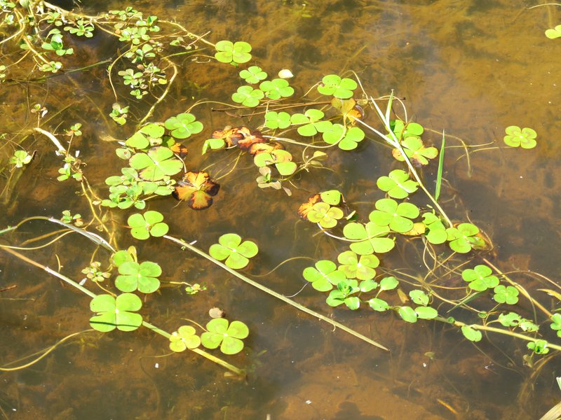 Australian Water-Clover