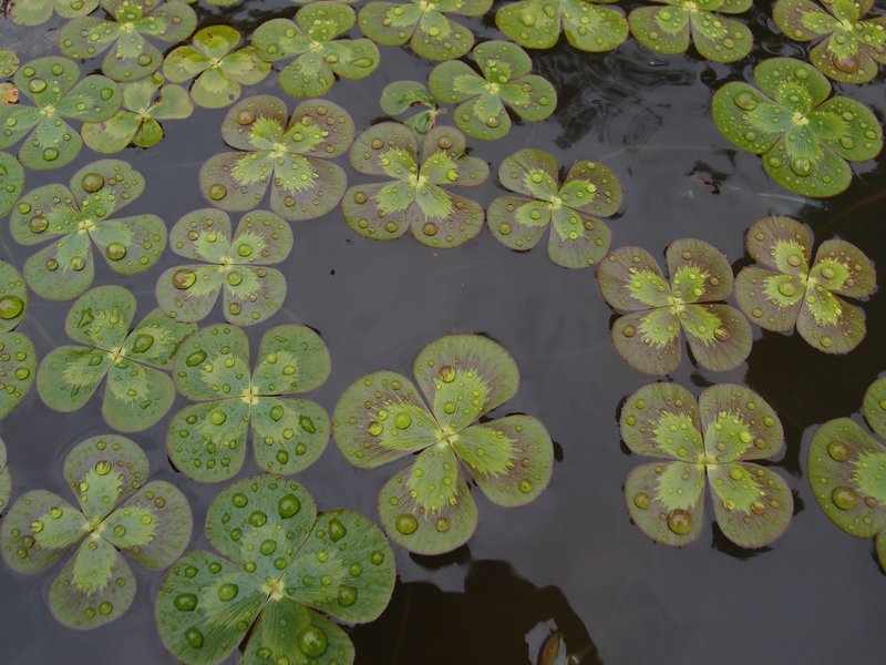 Australian Water-Clover photo 6