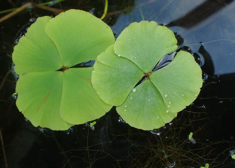 Australian Water-Clover photo 7