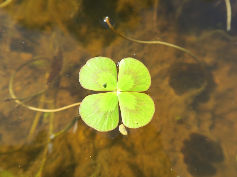 Australian Water-Clover photo 8