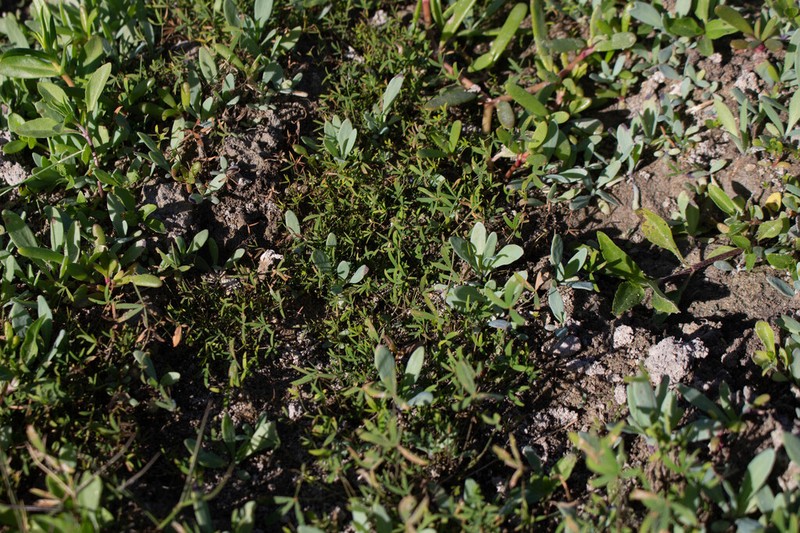 Marsilea nashii